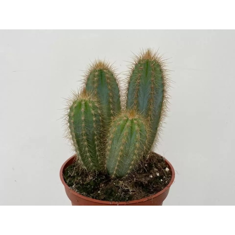 PILOSOCEREUS PACHYCLADUS EN MACETA DE 13 CM
