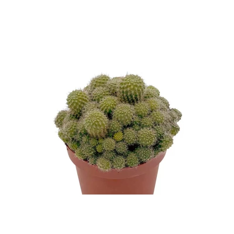 REBUTIA FLAVISTYLA EN MACETA DE 13 CM – CACTUS COLORIDO