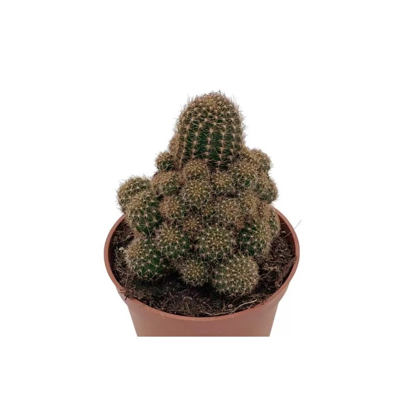 Rebutia Nigrispina En Maceta De 13 Cm