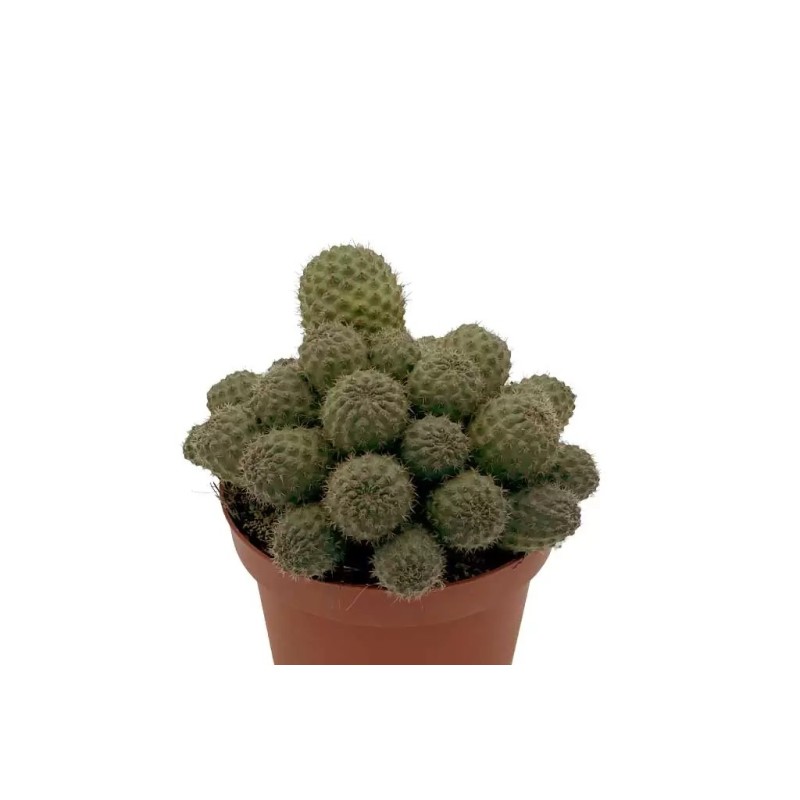 REBUTIA NITIDA EN MACETA DE 13 CM
