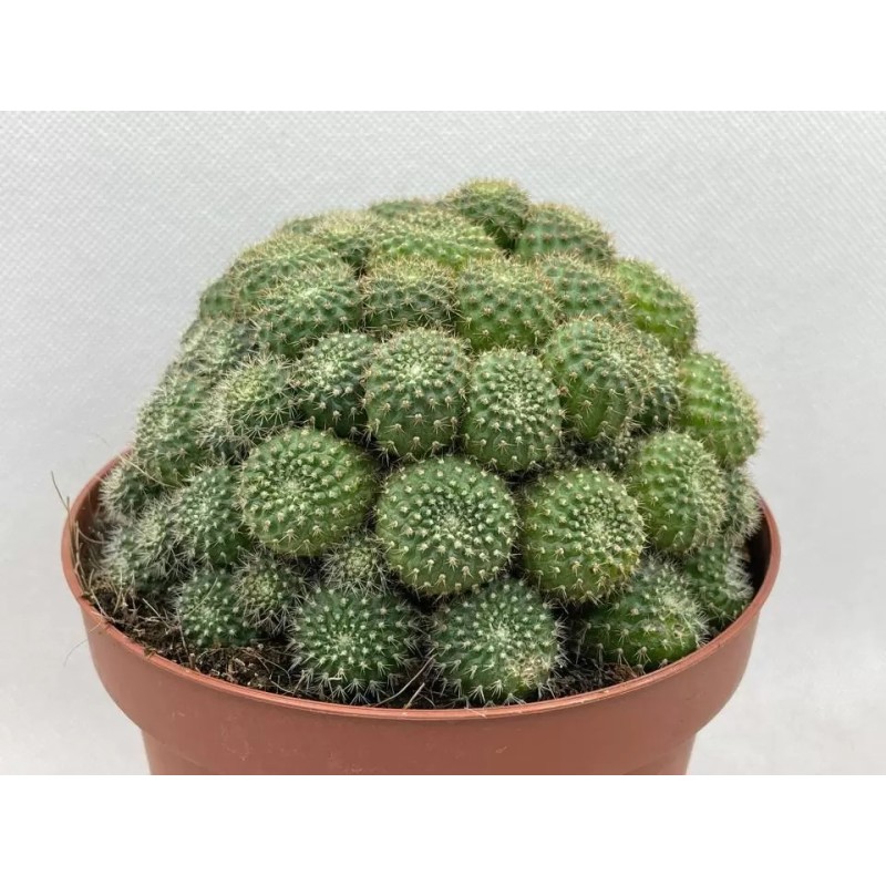 REBUTIA PERPLEXA EN MACETA DE 13 CM