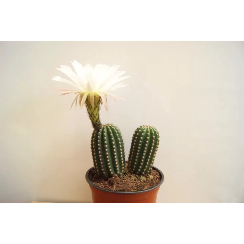 Trichocereus Grandiflorus en Maceta de 13 cm