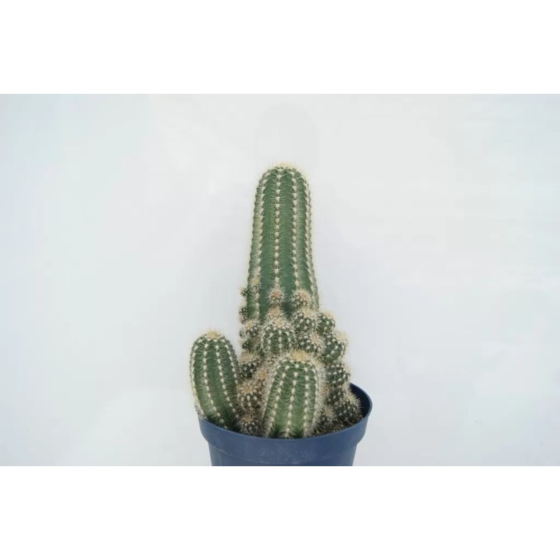 TRICHOCEREUS HUASCHA EN MACETA DE 13 CM