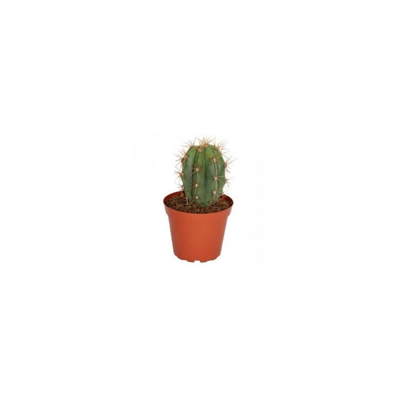 Trichocereus Pasacana En Maceta De 13CM