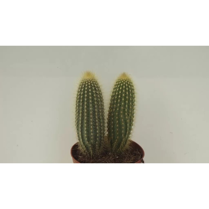 VATRICANIA GUENTHERII EN MACETA DE 13 CM