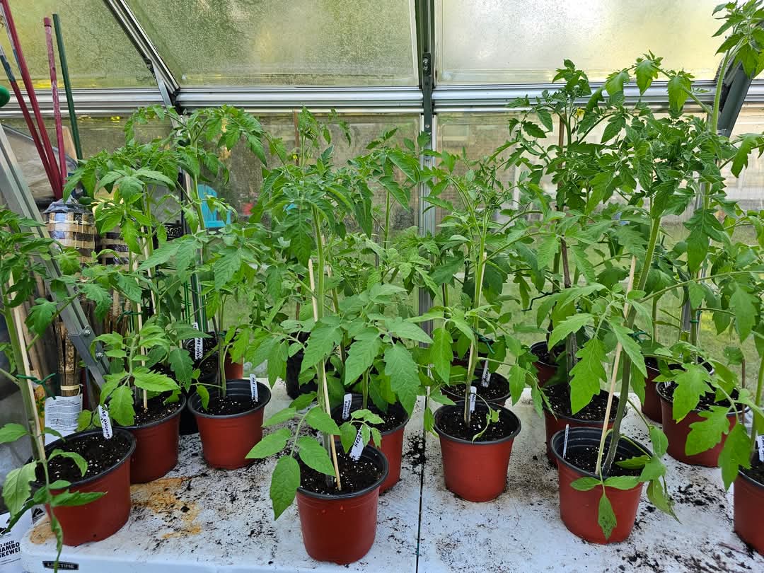 Plantas de Tomates Cherokee