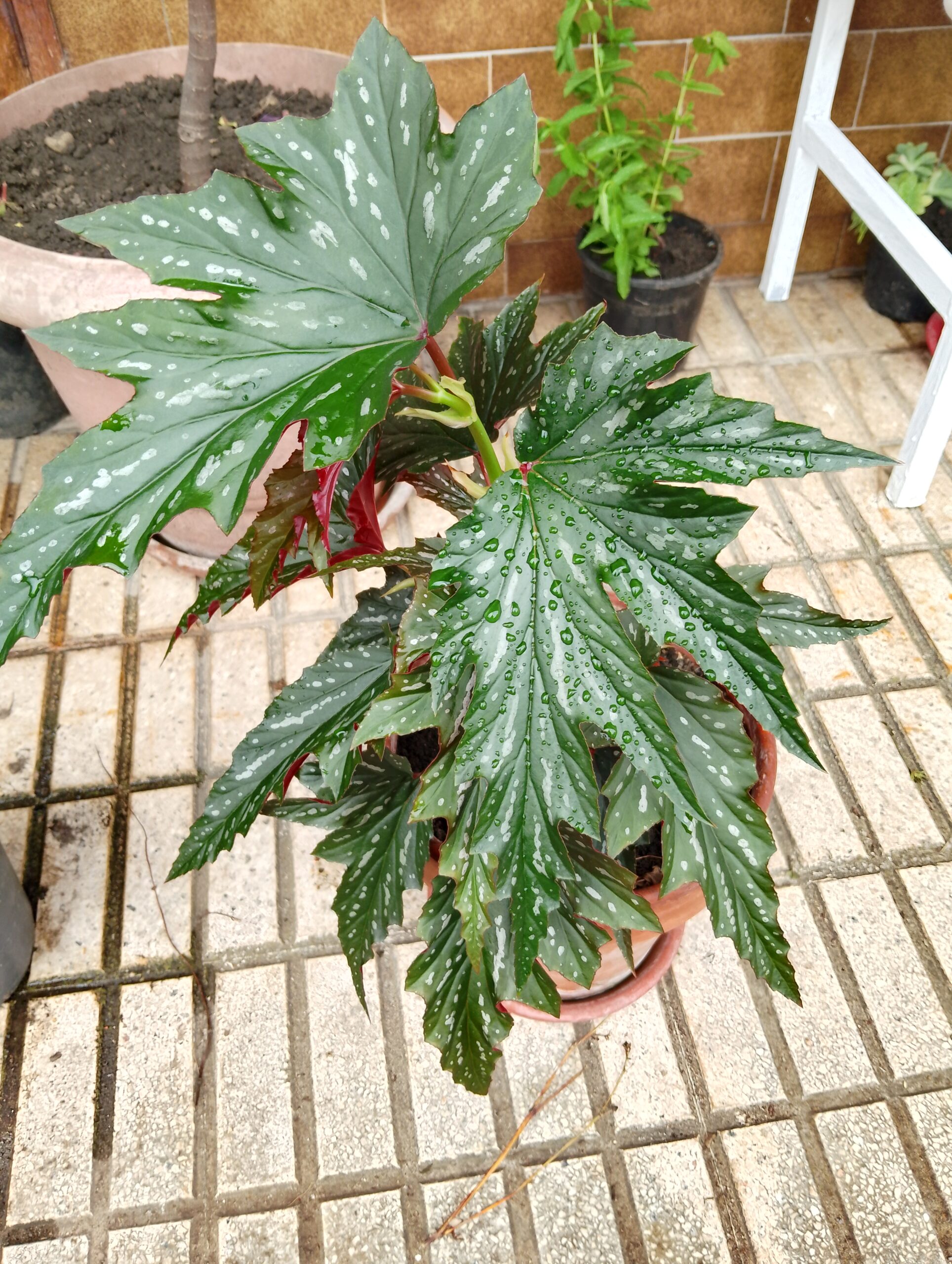 Se venden plantas de interior y exterior