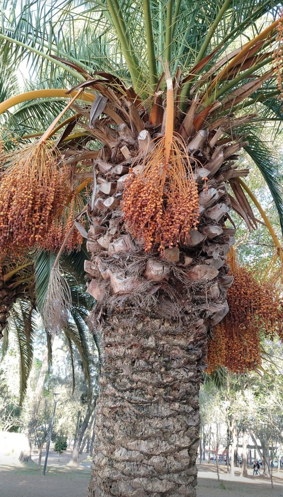 JARDINERO MEGA BARRATO