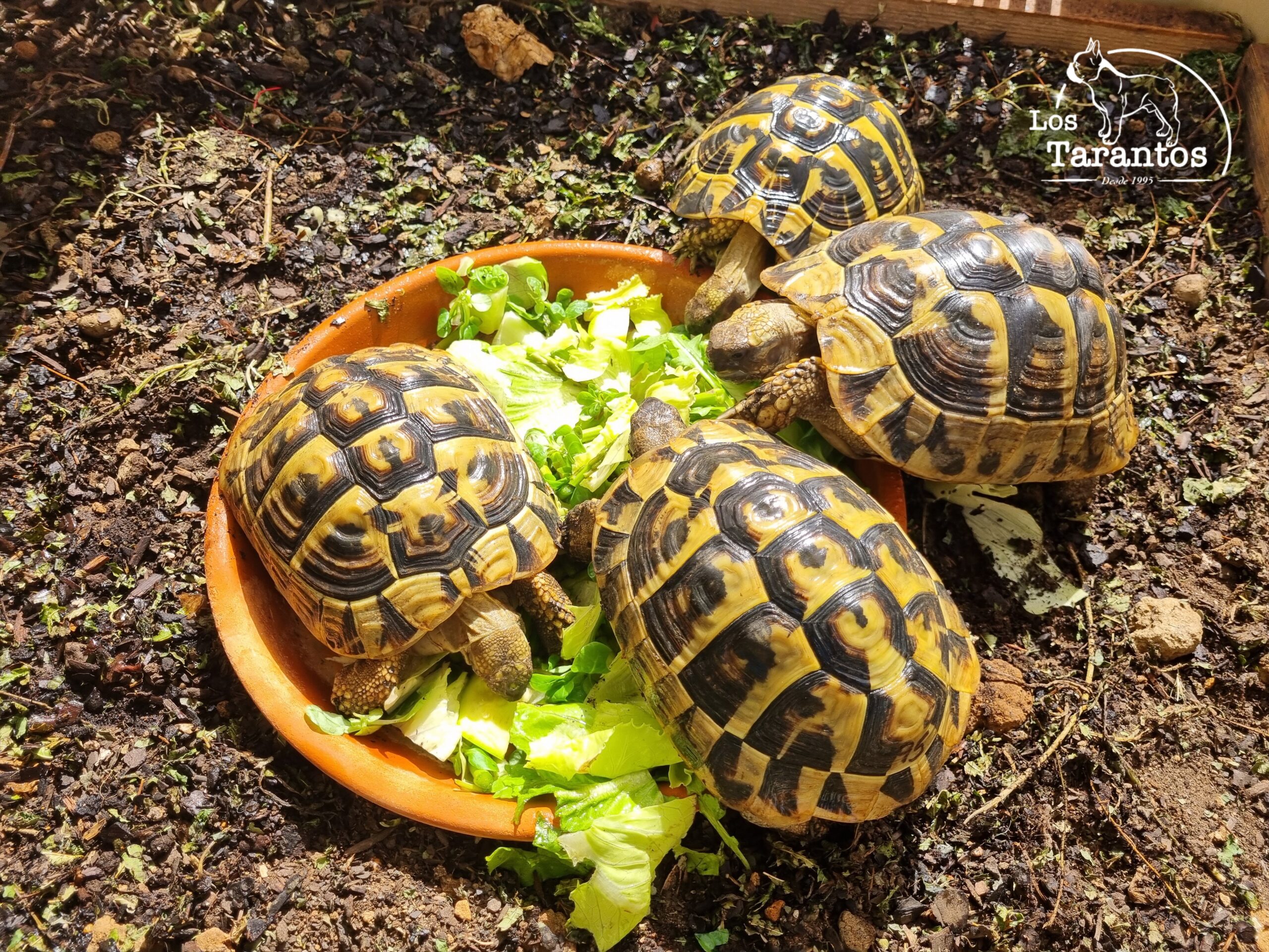 Tortugas de tierra