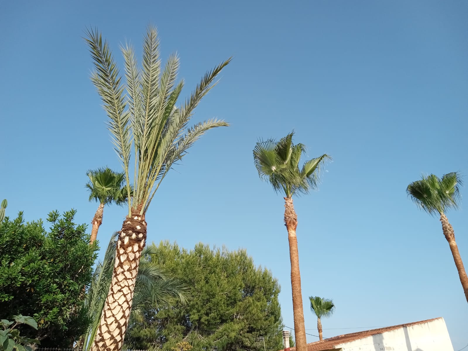 Jardinero,palmerero