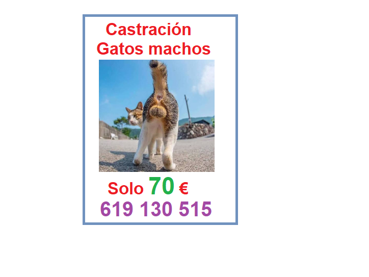 Castración gato macho solo 70 euros