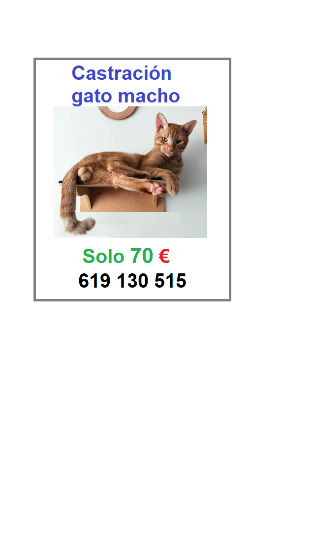 Castracion de Gatos machos por tan solo 75 euros